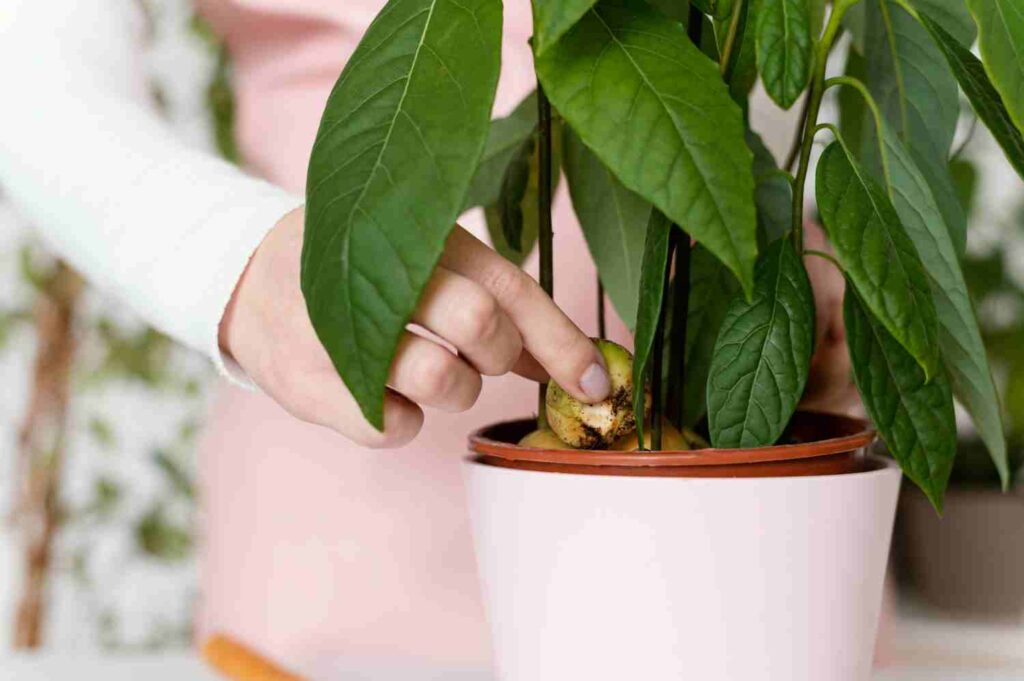 comment faire pousser un noyau avocat