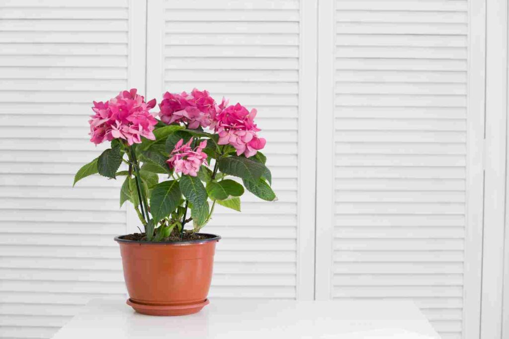 Bougainvillier en pot